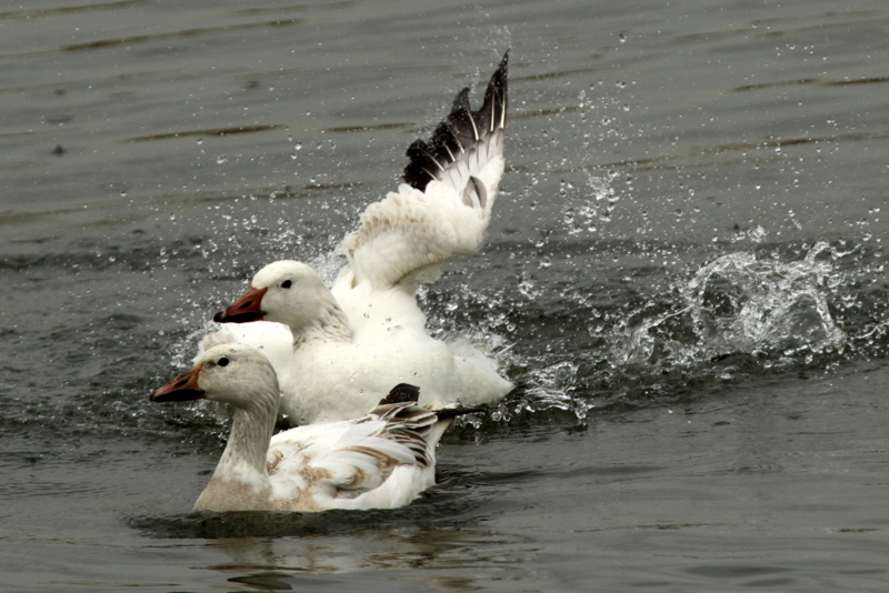 f:id:digibirds:20160317172223j:image