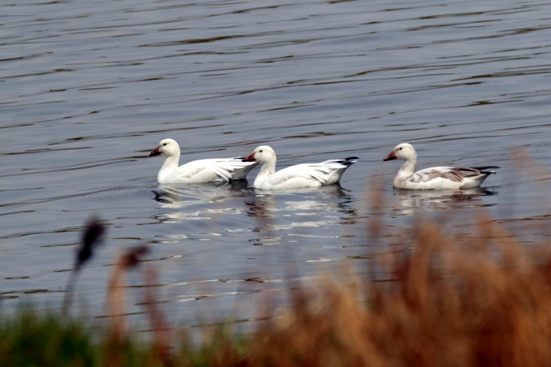 f:id:digibirds:20160317172315j:image