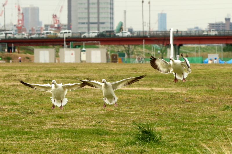 f:id:digibirds:20160317173128j:image