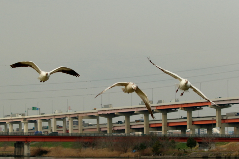 f:id:digibirds:20160317173252j:image