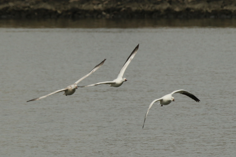 f:id:digibirds:20160317173351j:image