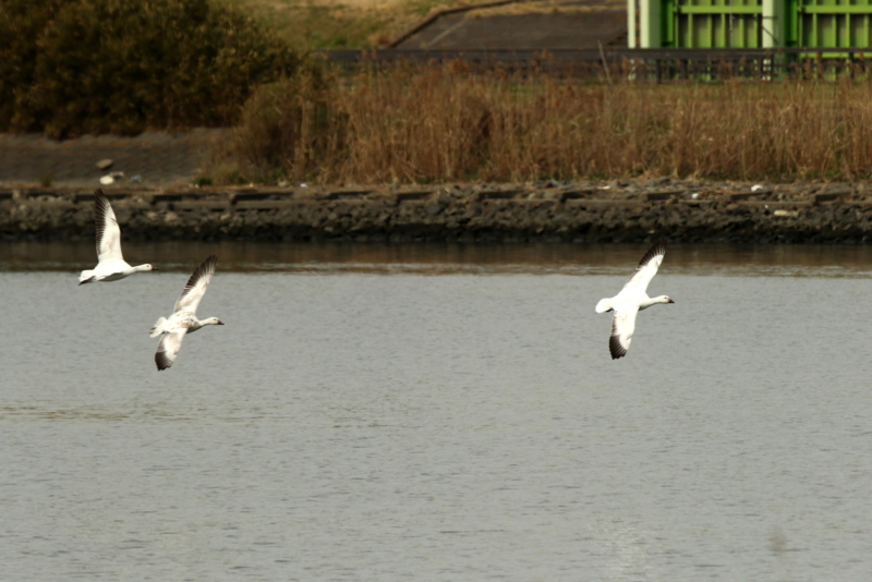 f:id:digibirds:20160317173405j:image