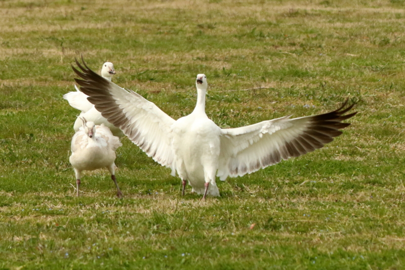 f:id:digibirds:20160317173630j:image