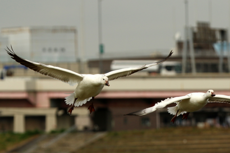 f:id:digibirds:20160317180453j:image