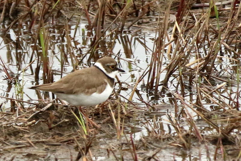 f:id:digibirds:20160414170643j:image