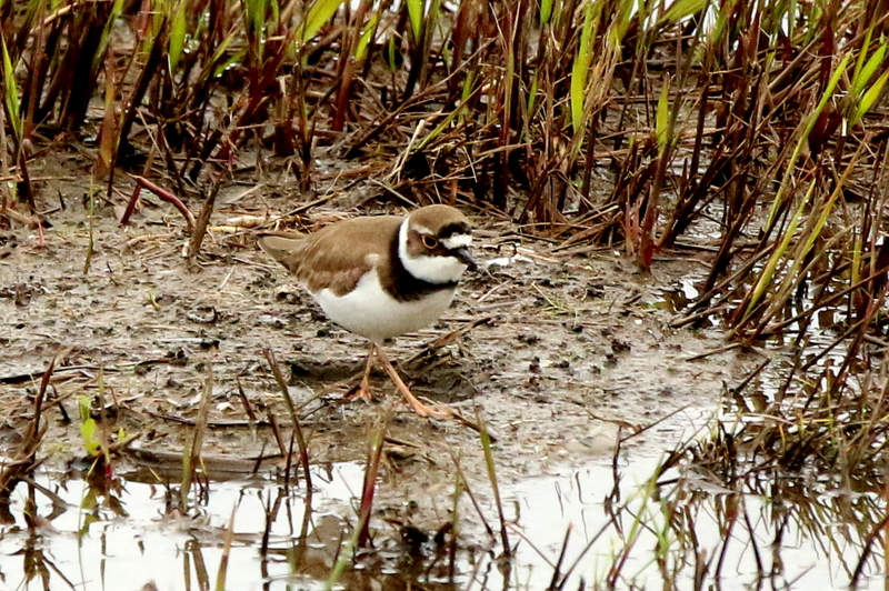 f:id:digibirds:20160414170653j:image