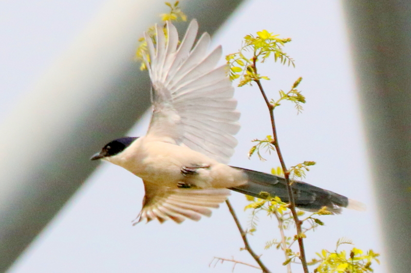 f:id:digibirds:20160422191053j:image f:id:digibirds:20160422191053j:image