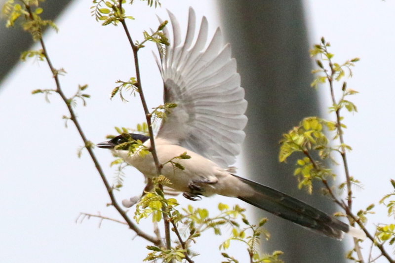 f:id:digibirds:20160423012757j:image f:id:digibirds:20160423012757j:image