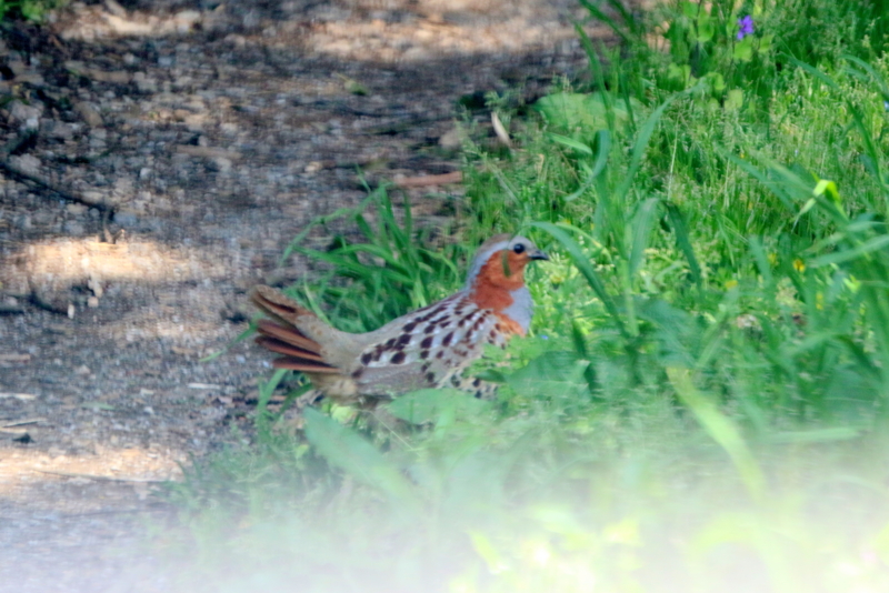 f:id:digibirds:20160423091607j:image f:id:digibirds:20160423091607j:image