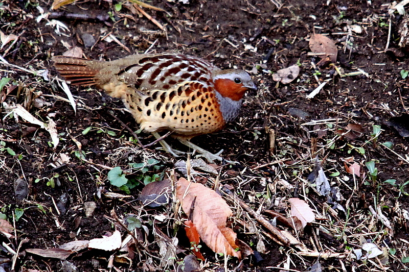 f:id:digibirds:20160423234244j:image f:id:digibirds:20160423234244j:image