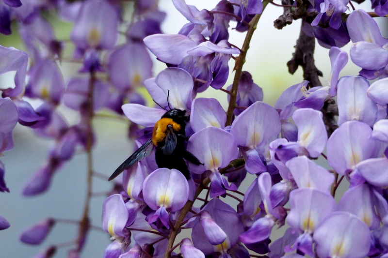 f:id:digibirds:20160427001015j:image