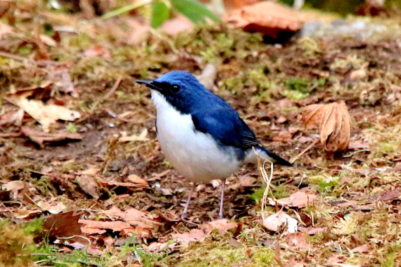 f:id:digibirds:20160503063731j:image