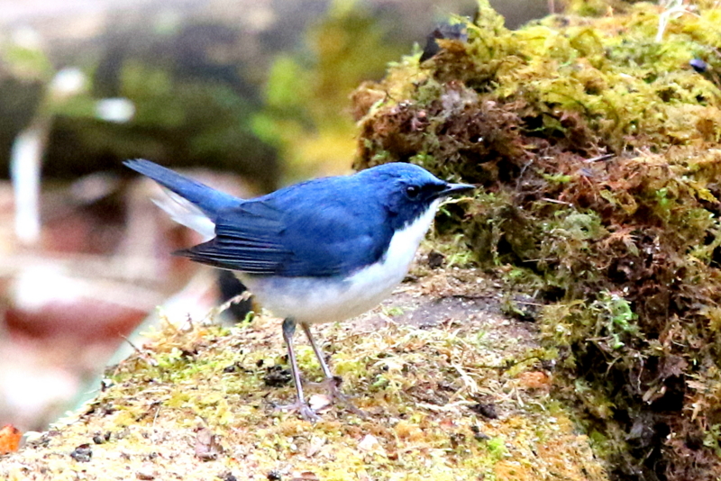 f:id:digibirds:20160503063742j:image