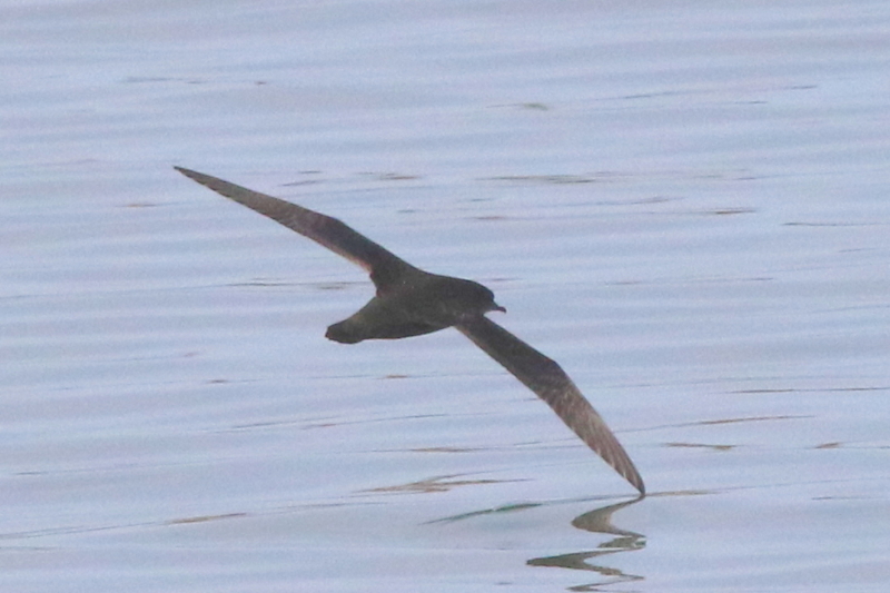 f:id:digibirds:20160602235138j:image