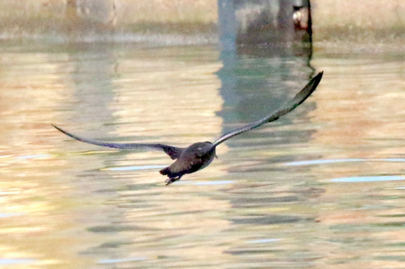 f:id:digibirds:20160602235140j:image