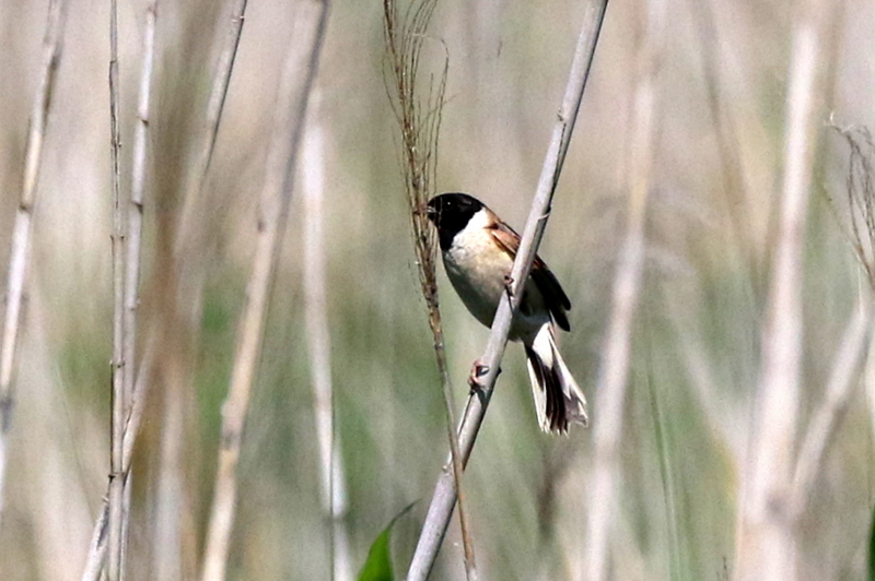 f:id:digibirds:20160610231833j:image