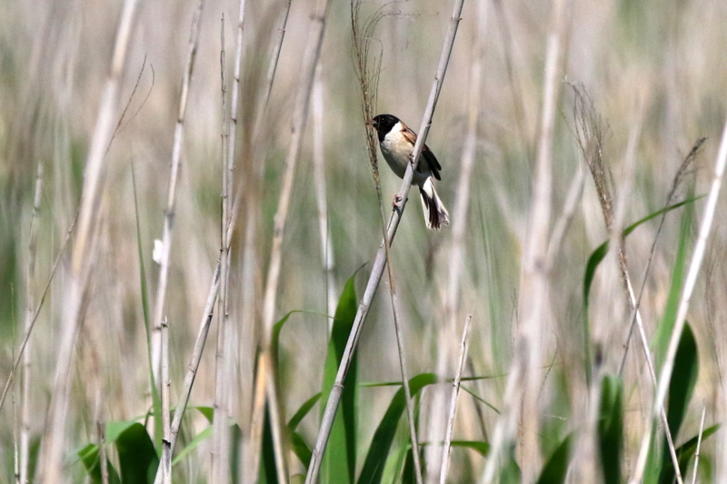f:id:digibirds:20160610231839j:image