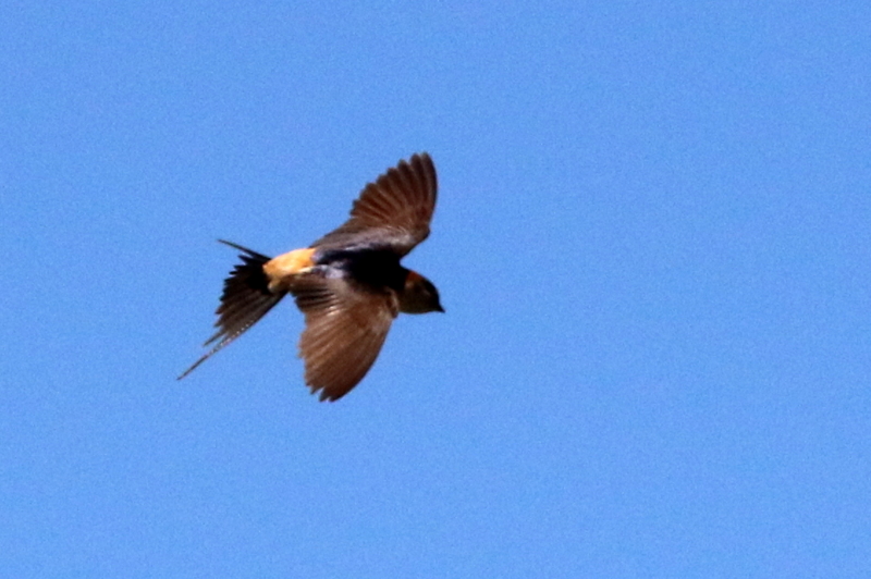 f:id:digibirds:20160630050405j:image