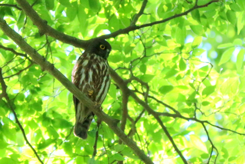 f:id:digibirds:20160702123415j:image
