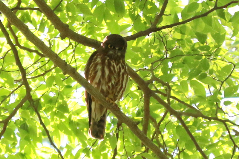 f:id:digibirds:20160702123421j:image