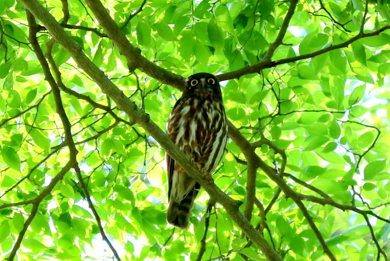 f:id:digibirds:20160702123424j:image