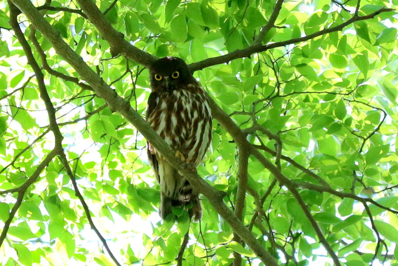 f:id:digibirds:20160702125042j:image