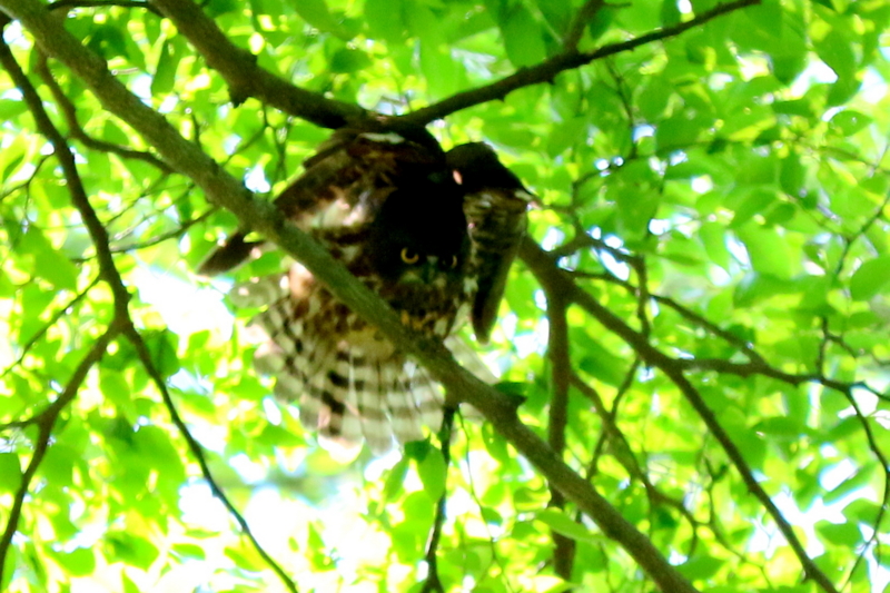 f:id:digibirds:20160702125046j:image