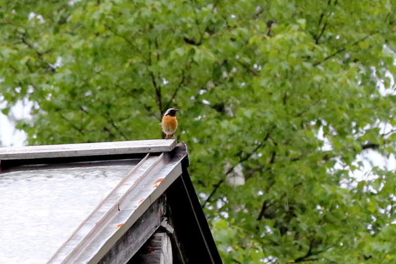 f:id:digibirds:20160704213720j:image f:id:digibirds:20160704213720j:image