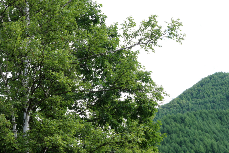 f:id:digibirds:20160704213722j:image f:id:digibirds:20160704213722j:image