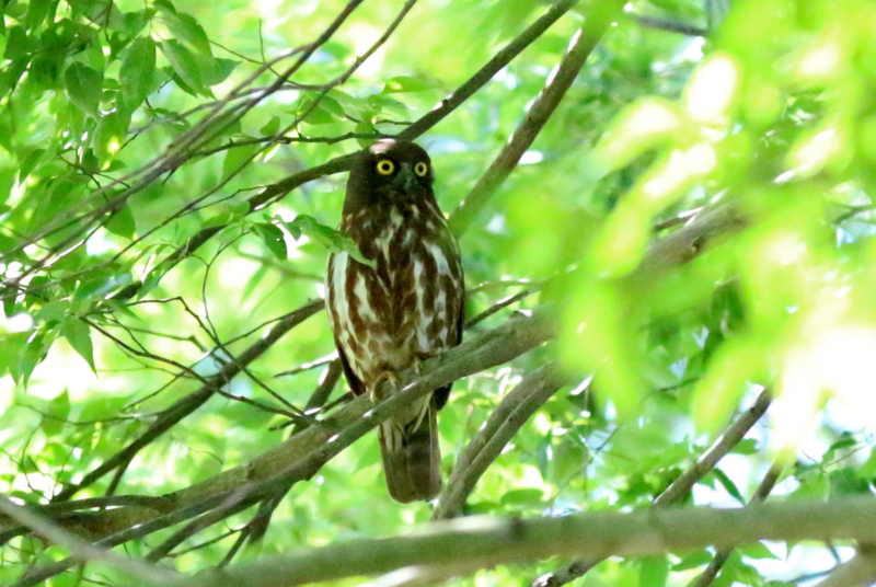f:id:digibirds:20160710214225j:image