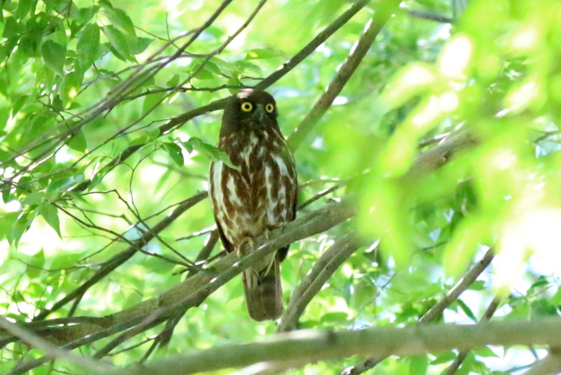 f:id:digibirds:20160710214230j:image