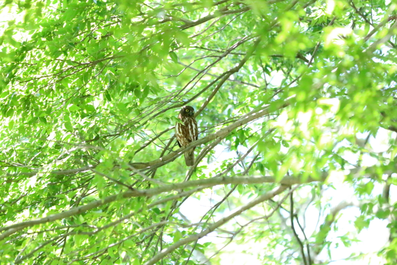 f:id:digibirds:20160710214236j:image