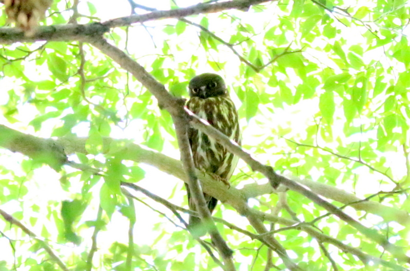 f:id:digibirds:20160710214302j:image
