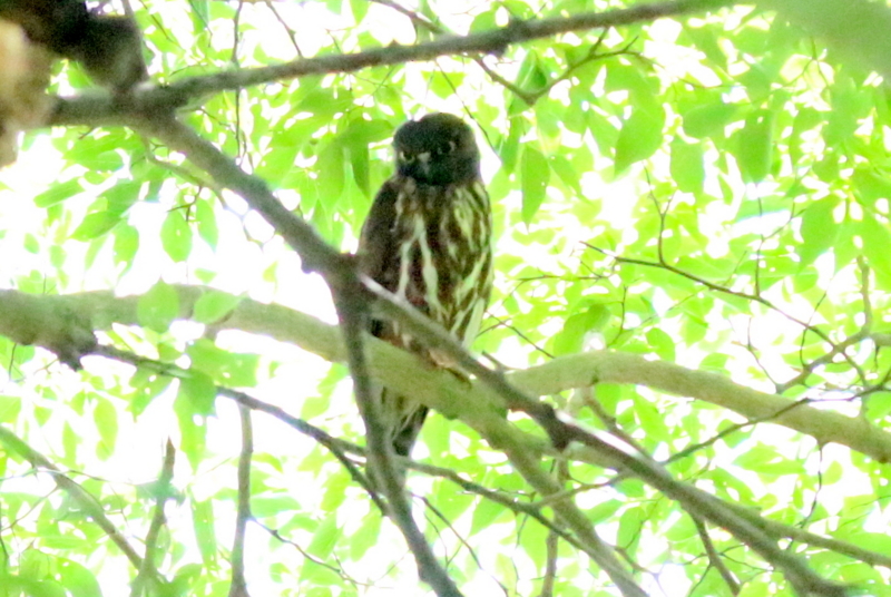 f:id:digibirds:20160710214305j:image
