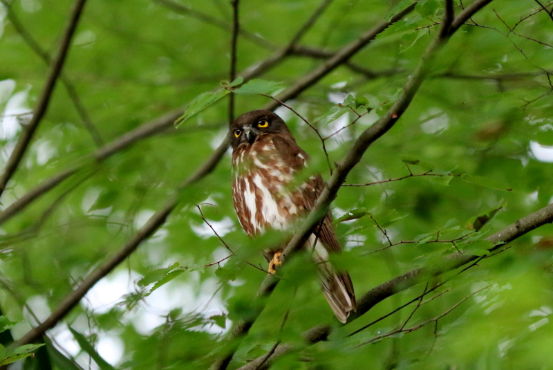 f:id:digibirds:20160716181601j:image