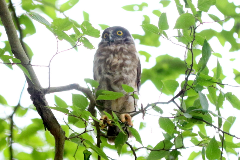 f:id:digibirds:20160716181621j:image