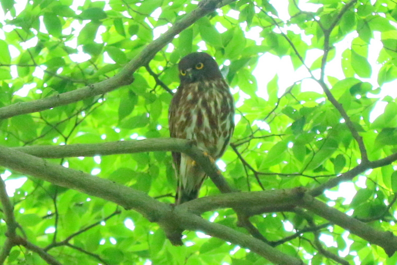 f:id:digibirds:20160716233617j:image