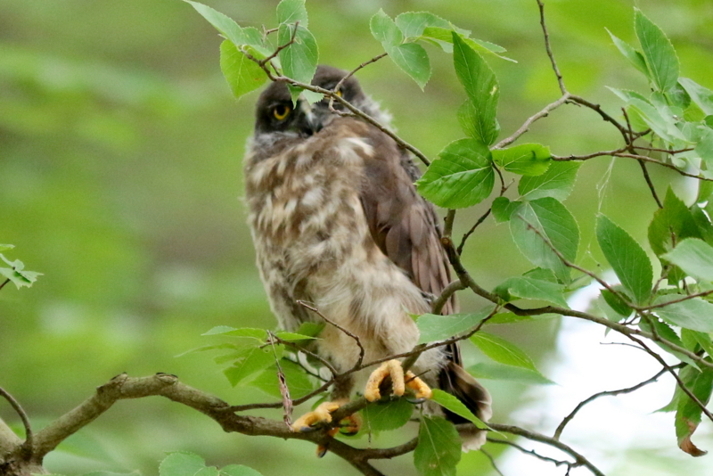 f:id:digibirds:20160716234045j:image