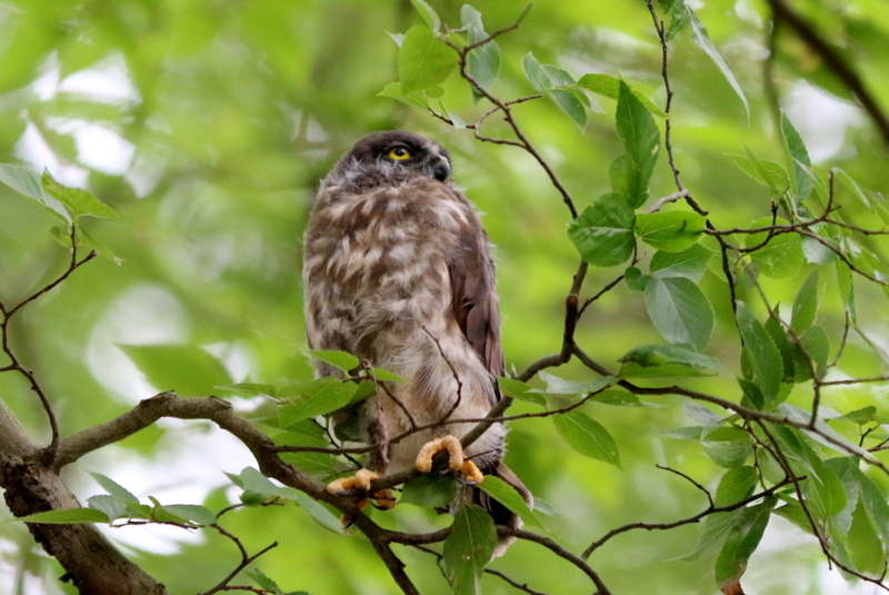 f:id:digibirds:20160716234558j:image