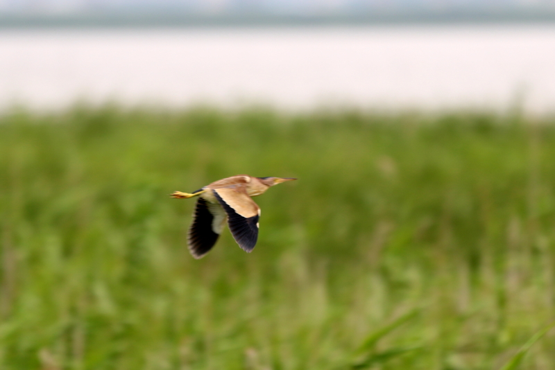 f:id:digibirds:20160717094221j:image