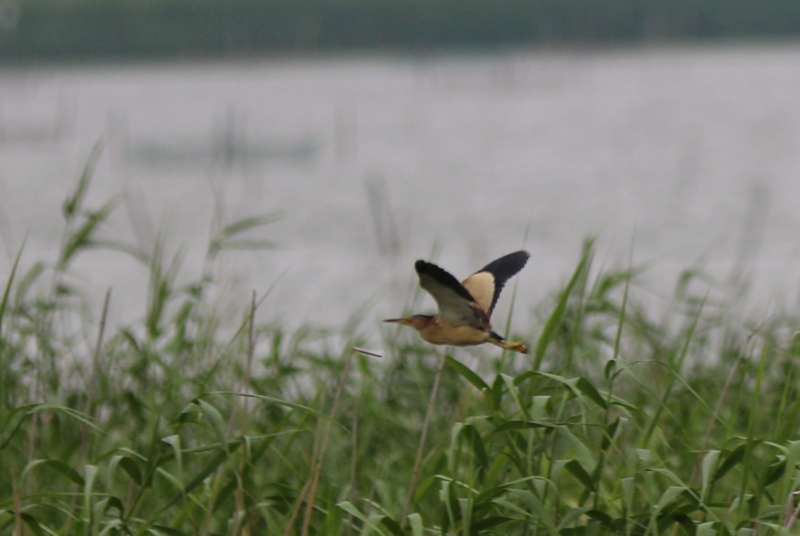 f:id:digibirds:20160717094239j:image