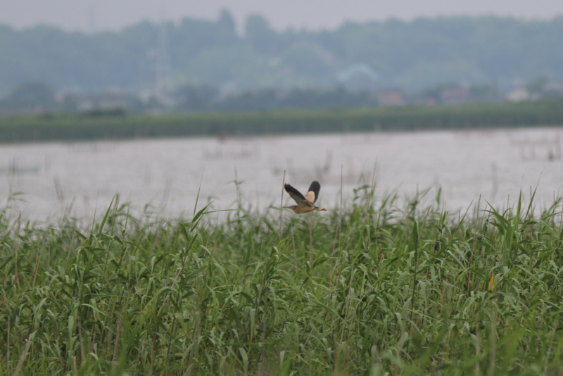 f:id:digibirds:20160717094242j:image