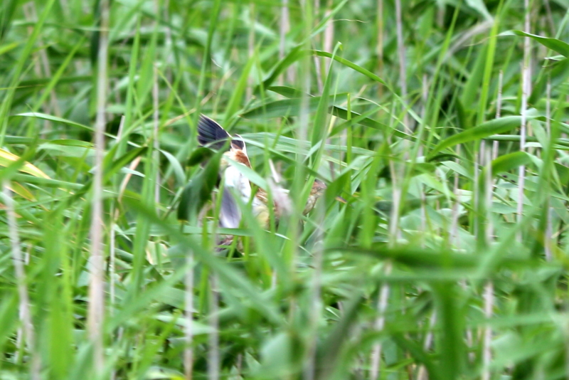 f:id:digibirds:20160717094453j:image