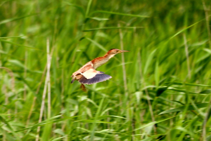 f:id:digibirds:20160717094457j:image