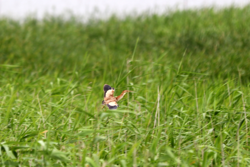 f:id:digibirds:20160717094500j:image