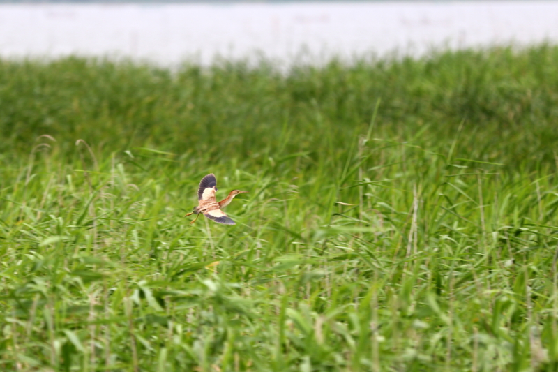 f:id:digibirds:20160717094513j:image