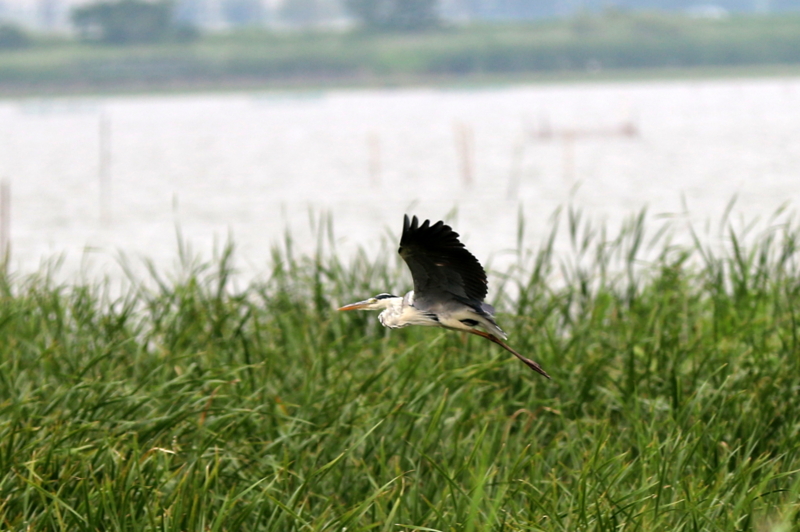 f:id:digibirds:20160721165408j:image