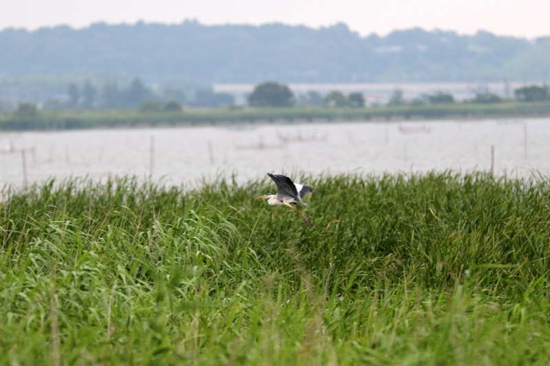 f:id:digibirds:20160721165413j:image