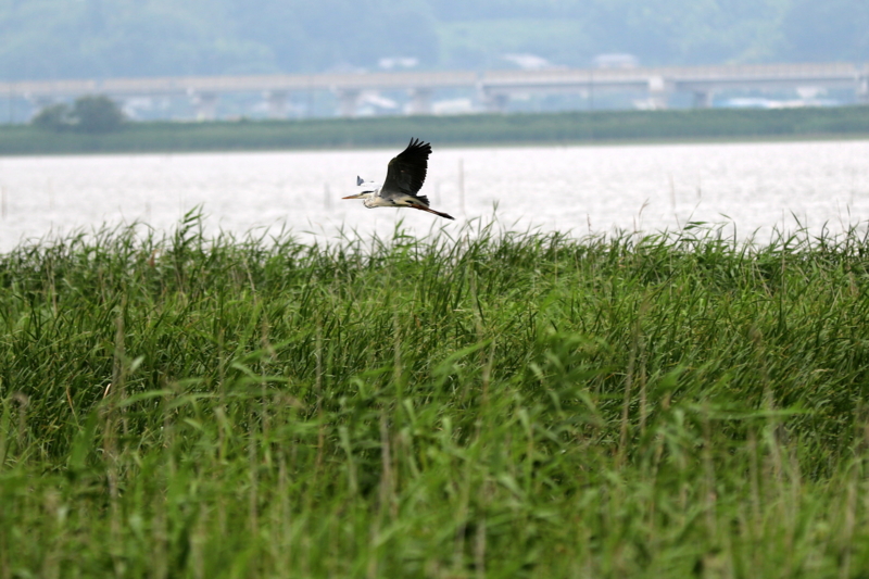 f:id:digibirds:20160721165431j:image