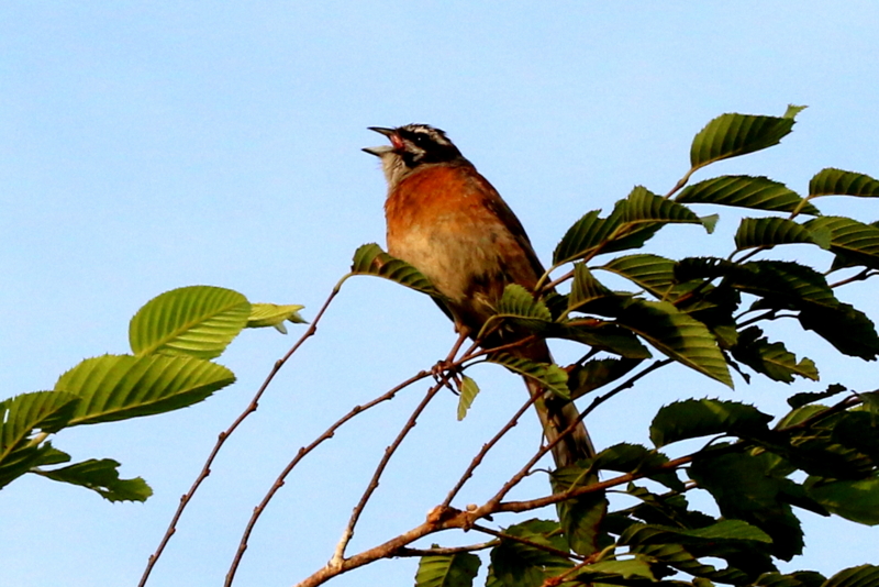 f:id:digibirds:20160725073711j:image